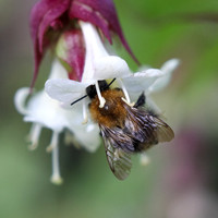 He sure was a busy bee - Feeding time!