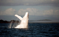 Awesome Picture of an Albinoumpback Whale Coming To Surface Off The Coast of Australia