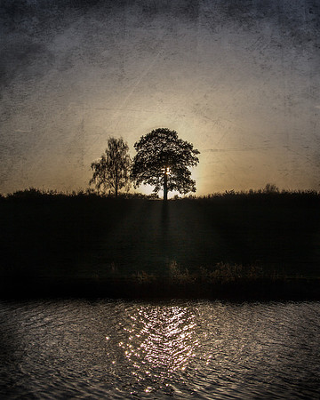 Mighty Oak