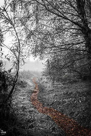 Snaking into the mist