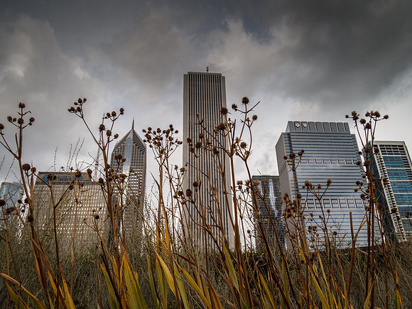 Oasis in the city