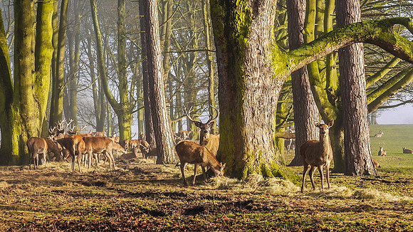 Tatton Deer